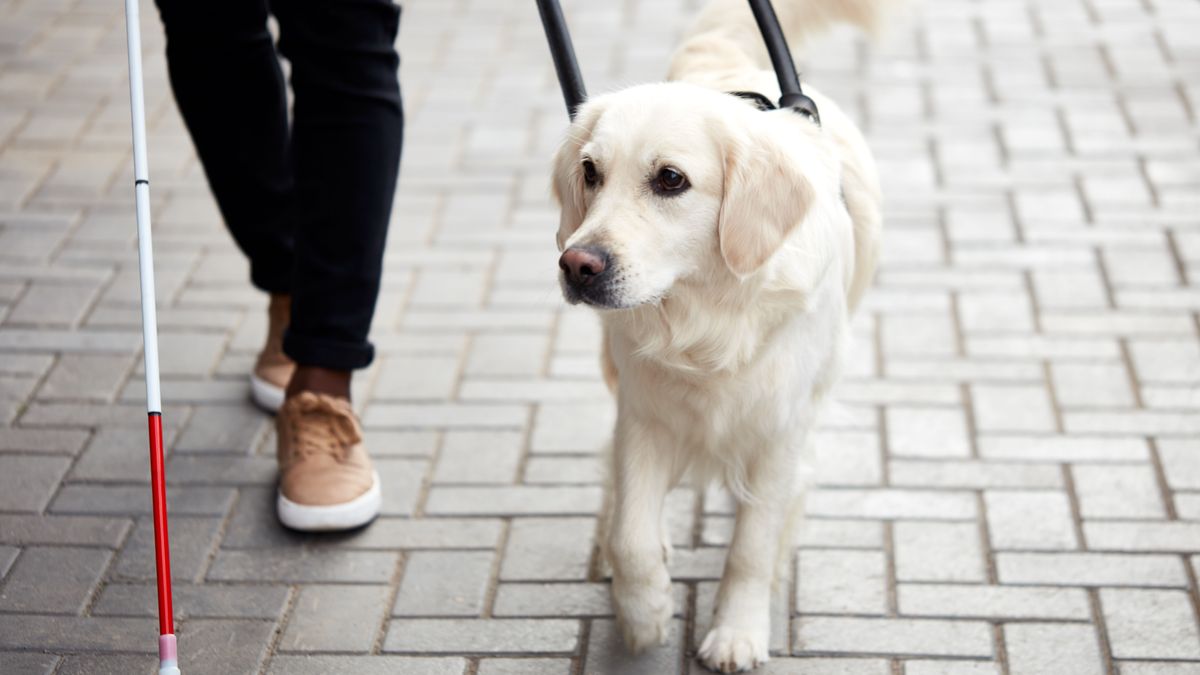AI is better at picking which puppy will make a good guide