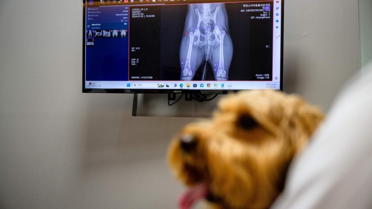 South Korean Pet Care Embraces AI for Advanced Diagnostics