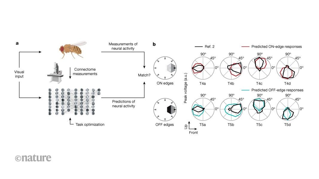 AI Breakthrough: Simulating Brain Activity from Connectome