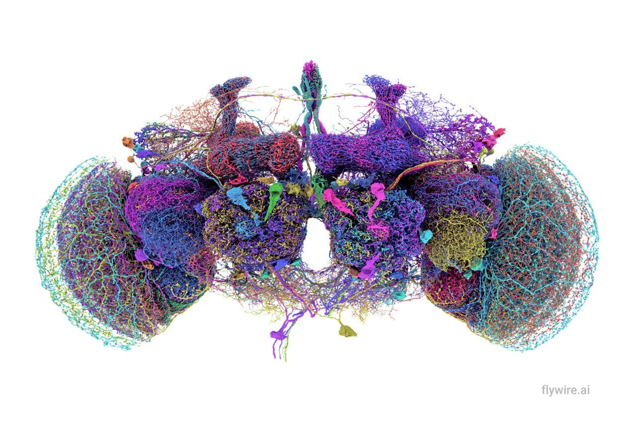 Scientists Map Entire Brain of Adult Fruit Fly, Marking