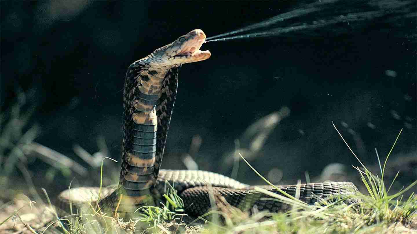 AI-Designed Proteins Show Promise in Neutralizing Deadly Snake Venom Toxins