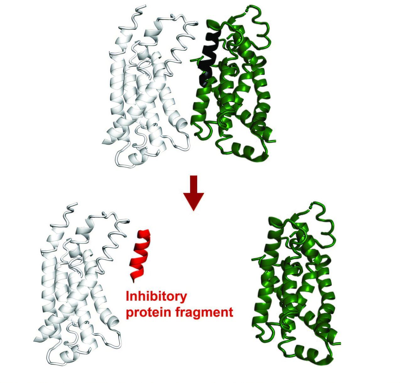 AI System FragFold Predicts Protein Fragments for Binding