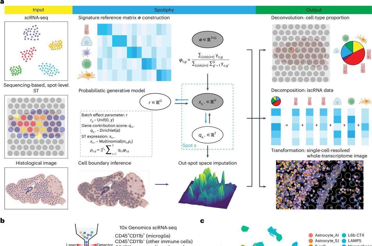 Spotiphy: AI-Powered Tool Revolutionizes Spatial RNA Sequencing Analysis