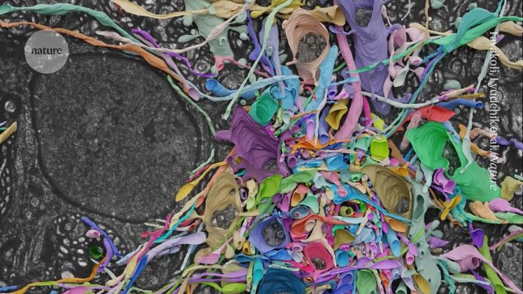LICONN: Revolutionary Light Microscopy Technique Maps Brain 