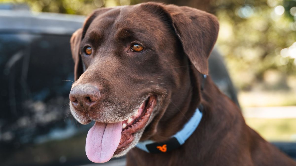 Personifi AI's Shazam Band: The AI-Powered Collar That