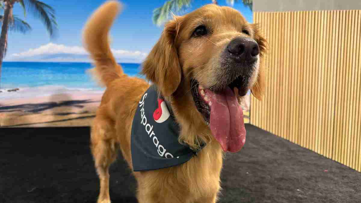 Qualcomm's Snapdragon 8 Elite Chip Revolutionizes Pet