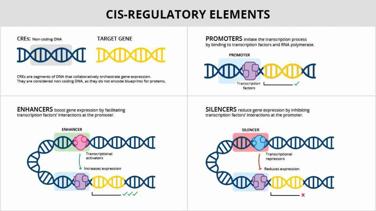 AI Breakthrough: Designing Synthetic DNA Switches for