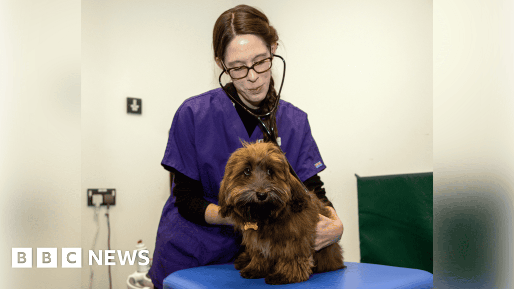 AI Algorithm Accurately Detects Heart Murmurs in Dogs,