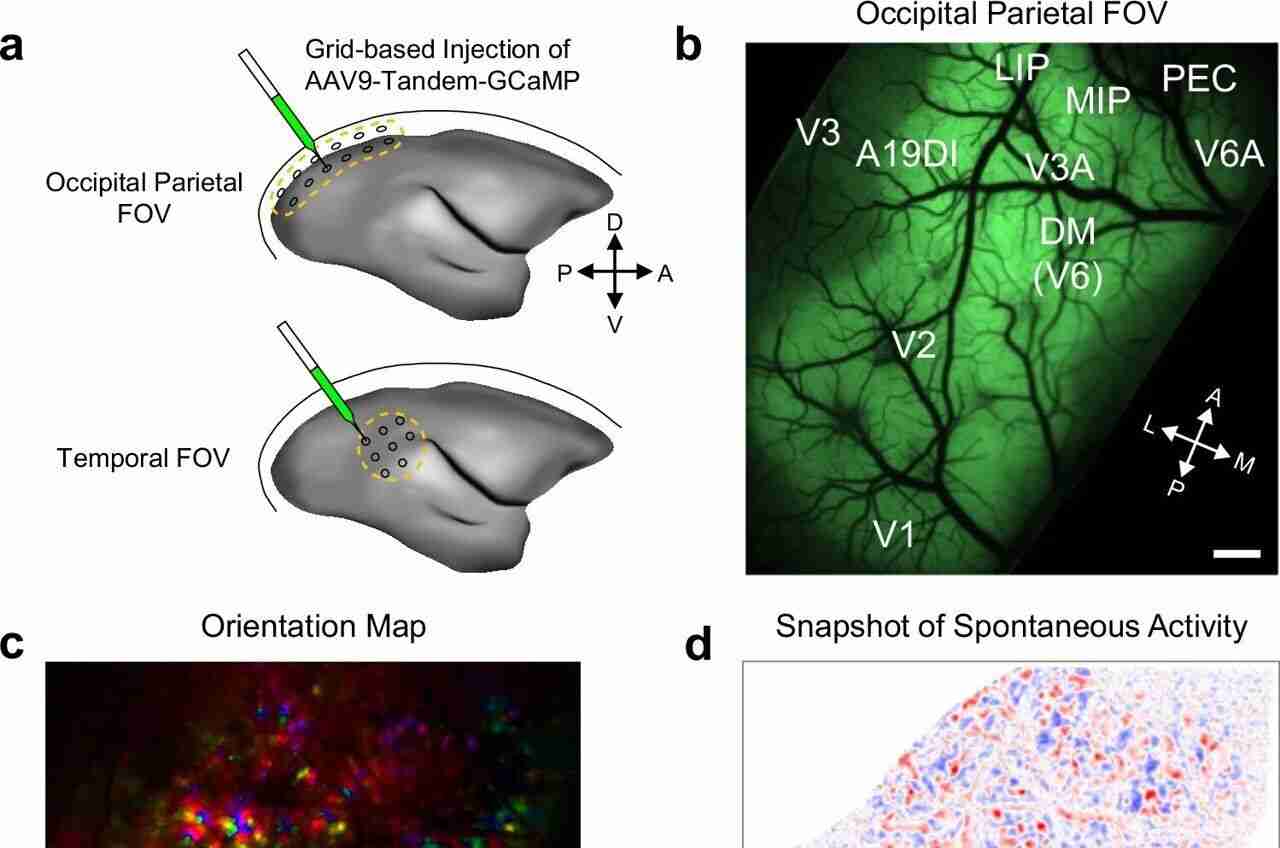 Primate Study Reveals Brain's Mechanism for Separating