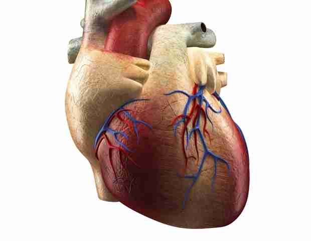 Generative AI effectively simplifies echocardiogram