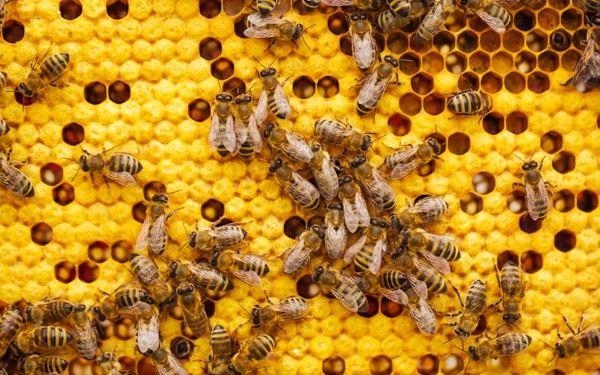 Building Intelligent Multi-Agent Systems with OpenAI's Swarm