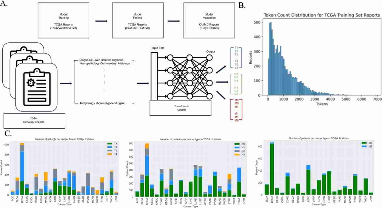 AI method can measure cancer severity using pathology