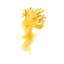GLOWS logo