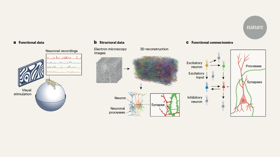 Scientists Create Most Detailed Mammalian Brain Map to Date