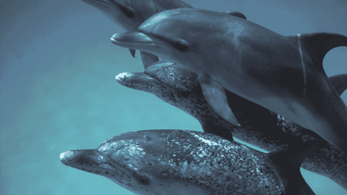 Google's DolphinGemma: AI-Powered Breakthrough in Decoding