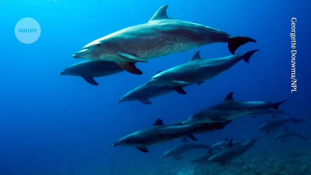 AI Breakthrough in Animal Communication: Researchers Win