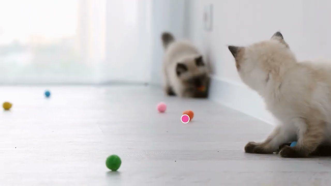 Allen Institute for AI releases Molmo 2, challenging Google