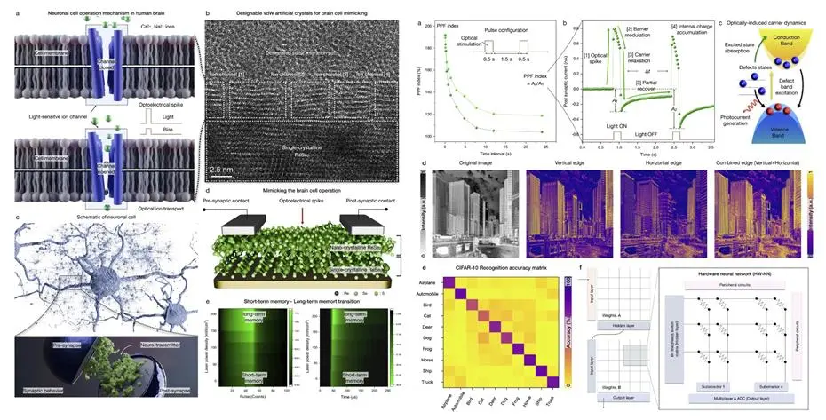 Van der Waals crystal mimics human neurons, advancing AI hardware with light-based learning