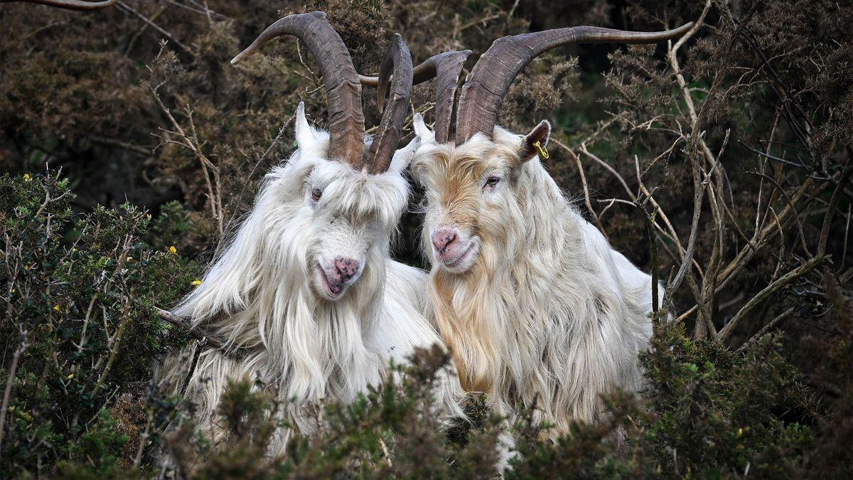 Microsoft researcher builds goat-powered neural network in Age of Empires II to challenge AI consciousness
