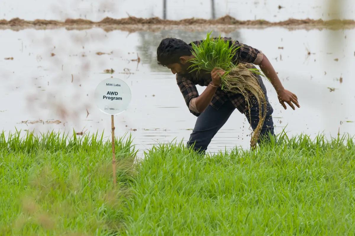 Mitti Labs Raises $9.5M Led by Aramco Ventures to Scale Water-Resilient Rice Farming Across Asia
