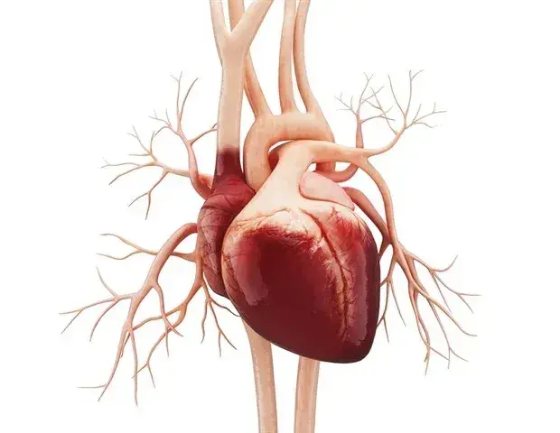 AI Model Detects Multiple Heart Failure Types from Routine