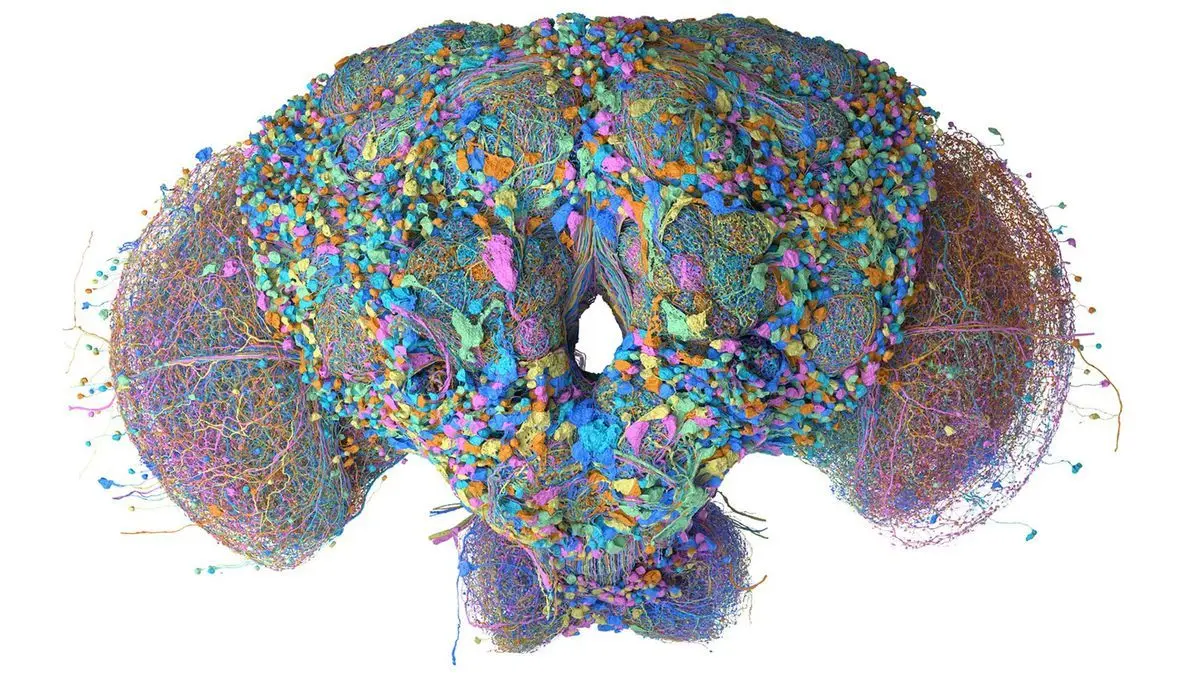 Google Maps Fruit Fly Brain With AI, Engineers Immediately