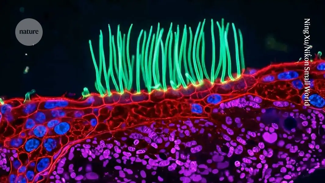 Nikon Re-Reviews Microscopy Competition Winner After Scientists Question AI Use in Award-Winning Video