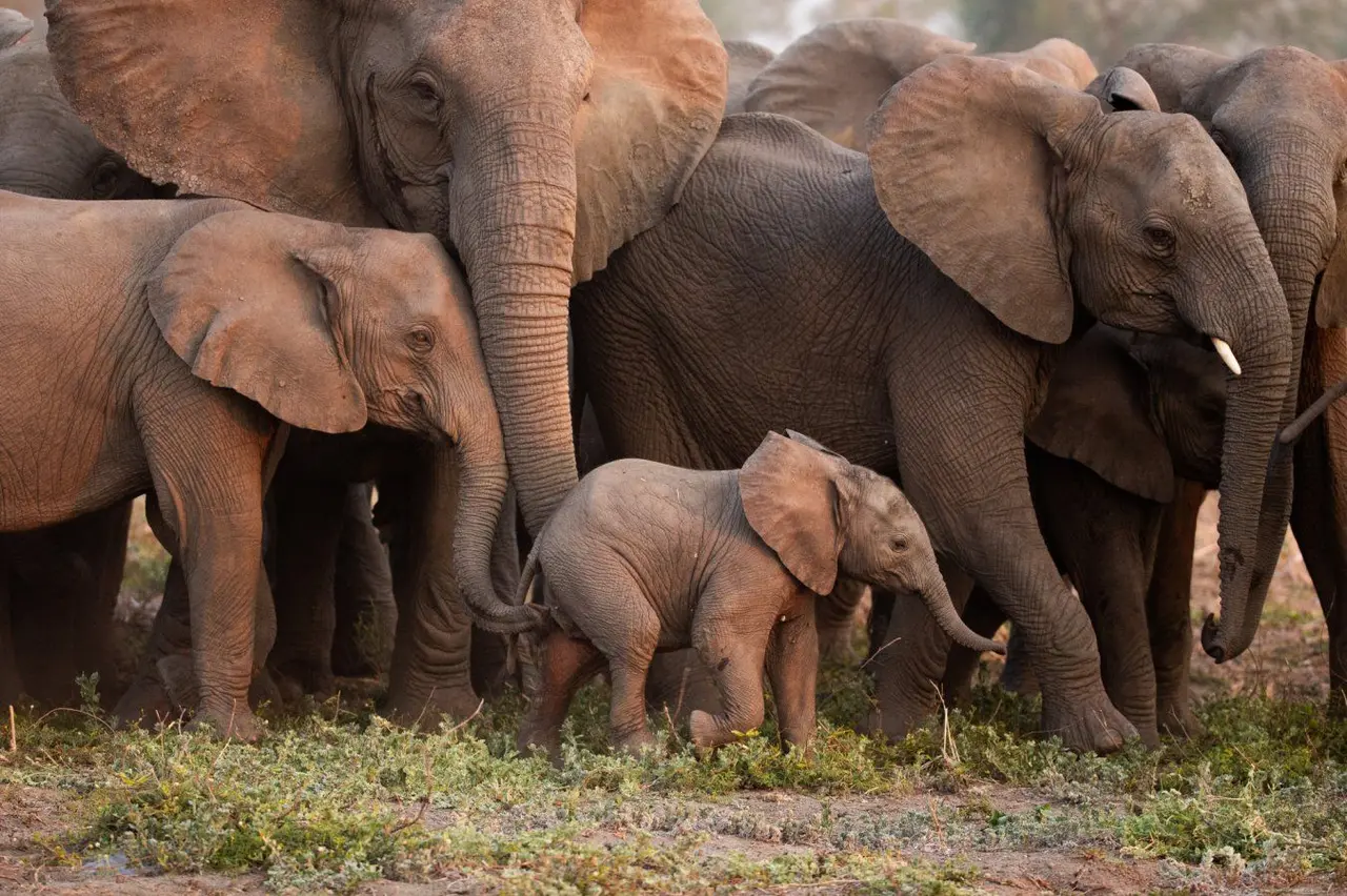 AI Deciphers How Wild Elephants Coordinate Through Deep