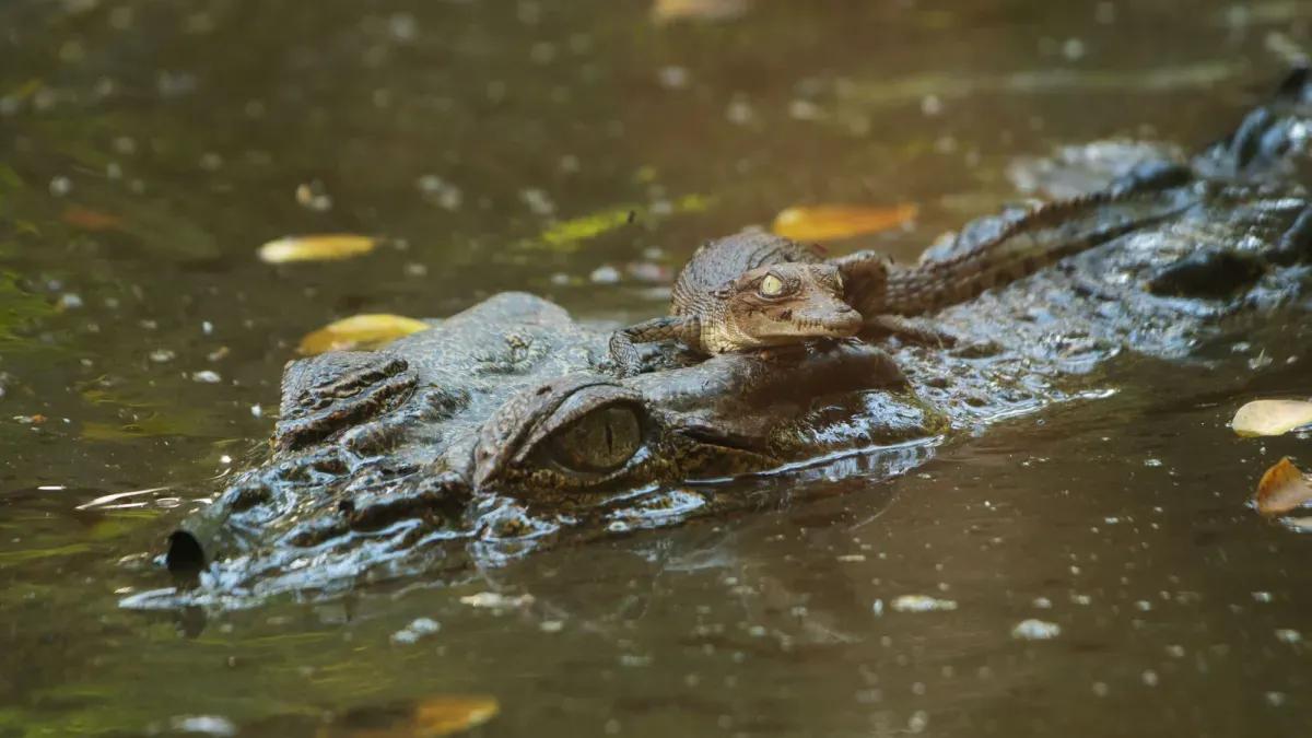 Singapore Man Faces 10 Years in Jail for AI Crocodile Image