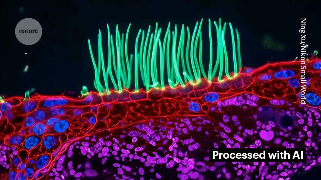 Nikon Disqualifies Microscopy Competition Winner Over