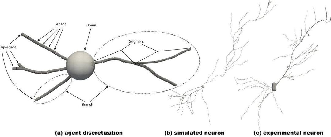 Neuron Growing Computer Simulation Mimics Brain Neuron Growth, Advancing ...
